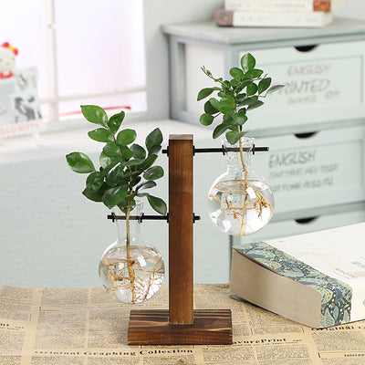 Hydroponic Transparent Plant Vase with green plant.